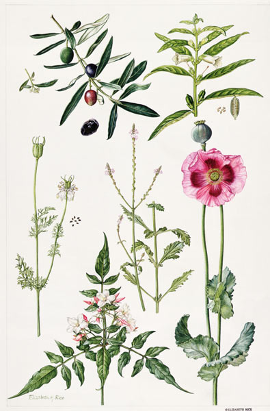 Opium Poppy and other plants (w/c)  od Elizabeth  Rice