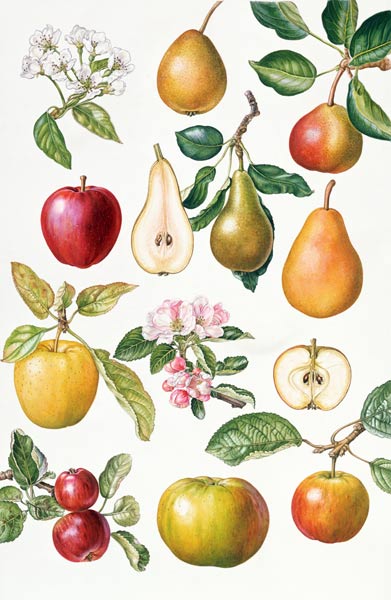 Apples and Pears (w/c)  od Elizabeth  Rice