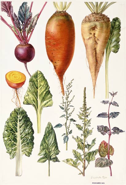 Beetroot and other vegetables (w/c)  od Elizabeth  Rice