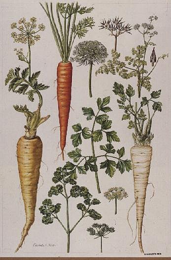 Carrot, Parsnip and Parsley (w/c)  od Elizabeth  Rice