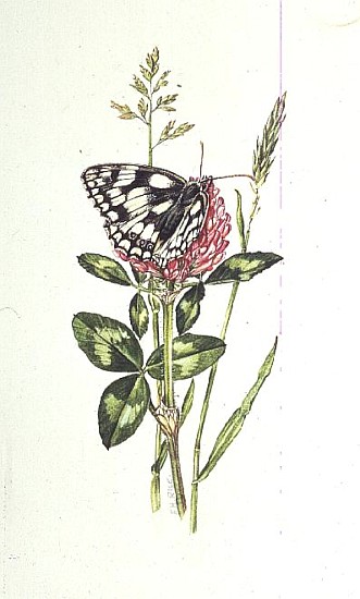 Marbled White Butterfly on Clover (w/c)  od Elizabeth  Rice