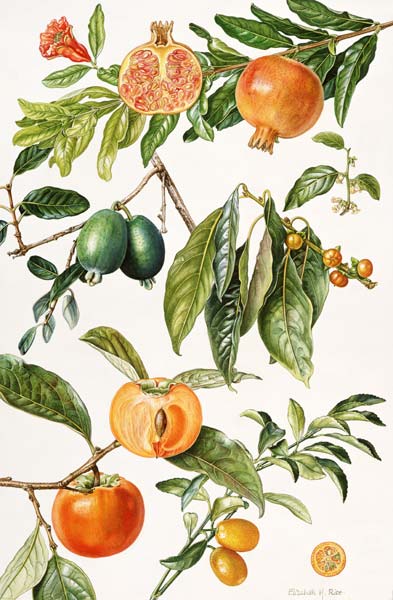 Pomegranate and other fruit (w/c)  od Elizabeth  Rice