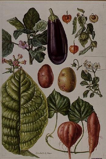 Potato, Aubergine, Tobacco and Winter Cherry (w/c)  od Elizabeth  Rice