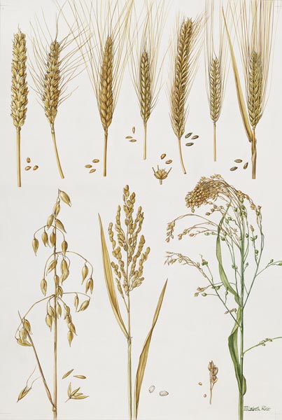 Wheat and other crops (w/c)  od Elizabeth  Rice