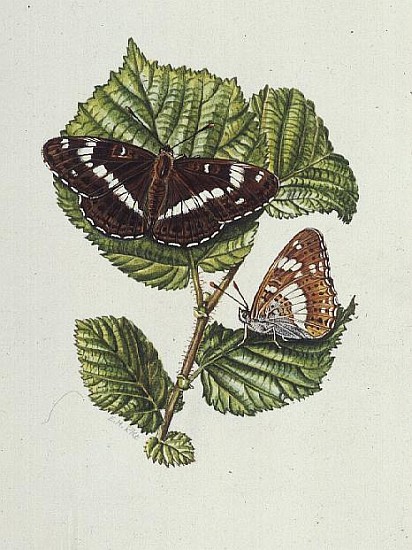 White Admiral Butterfly on Hazel leaves (w/c)  od Elizabeth  Rice