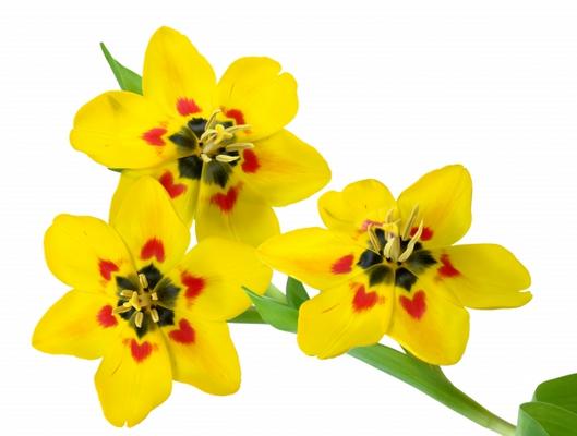 3 Tulpen od Elke Ursula Deja-schnieder