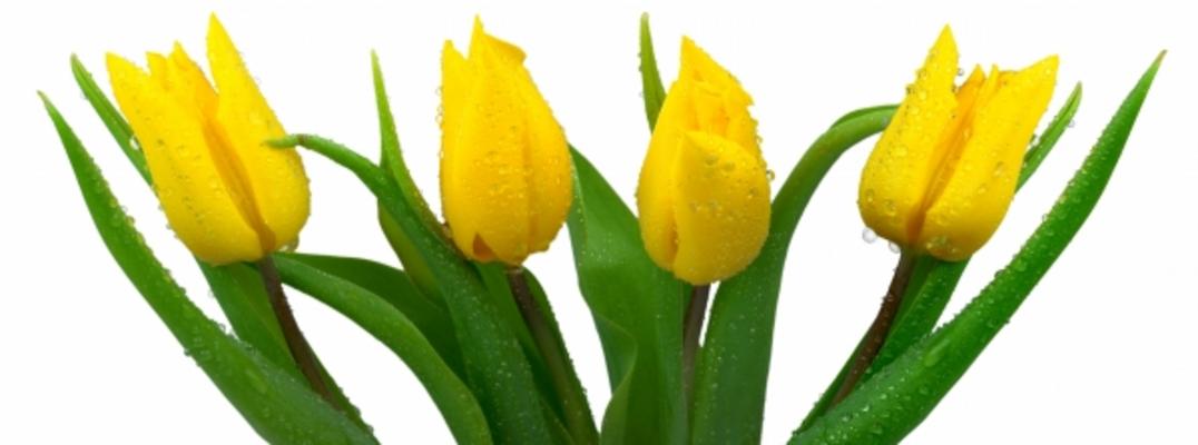 Frische Tulpen od Elke Ursula Deja-schnieder