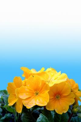 gelbe Primel (Primula-Vulgaris-Hybride) od Elke Ursula Deja-schnieder
