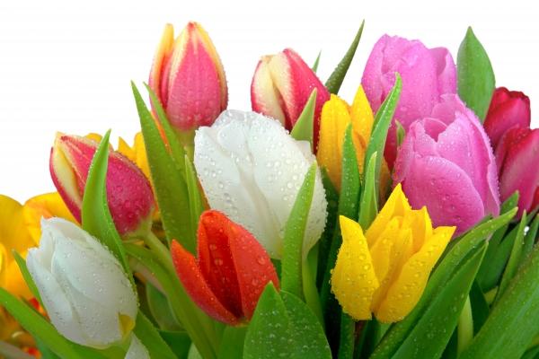 Tulpen mit Tautropfen od Elke Ursula Deja-schnieder