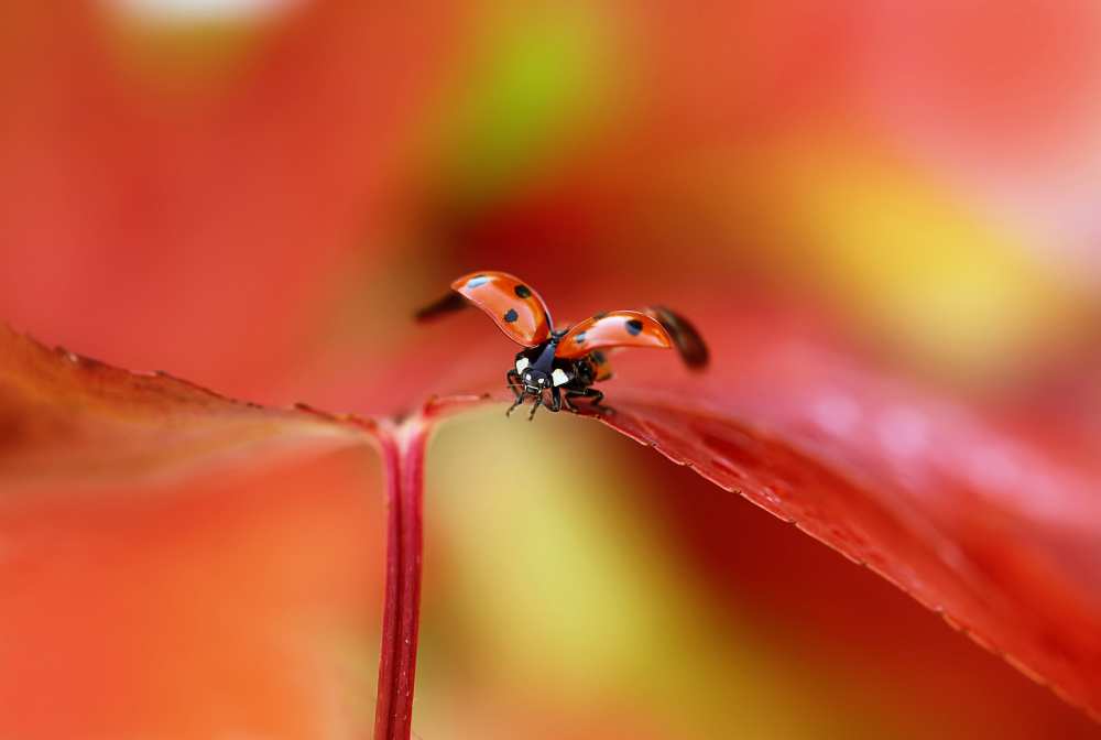 Ladybird in autumn od Ellen Van Deelen