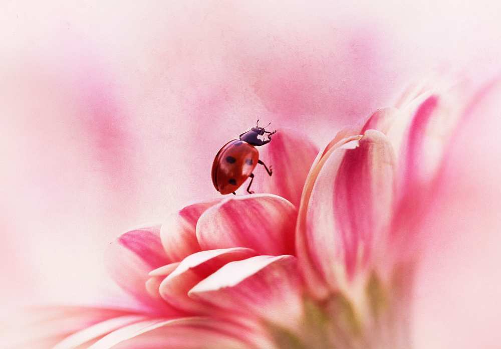 Ladybird on Gerbera od Ellen Van Deelen