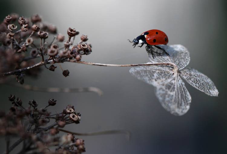 Ladybird on hydrangea. od Ellen Van Deelen