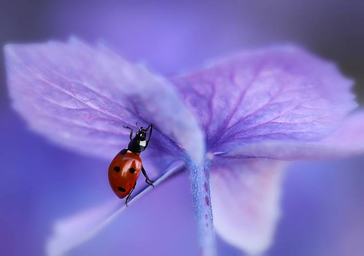 Ladybird on purple hydrangea od Ellen Van Deelen