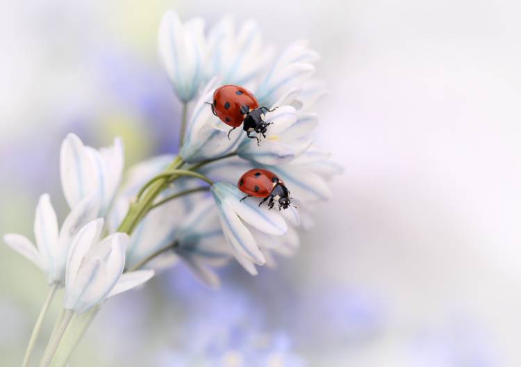 Ladybirds od Ellen Van Deelen