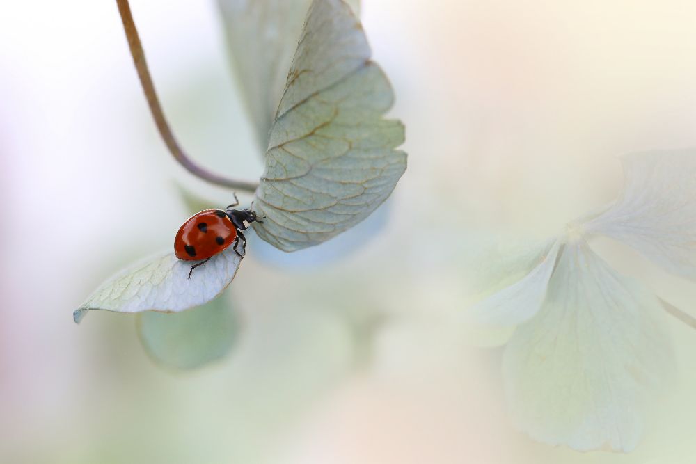 Ladybird on blue-green hydrangea od Ellen Van Deelen