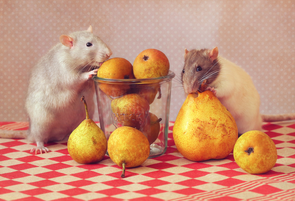 &quot;Still life&quot; with pears :) od Ellen Van Deelen