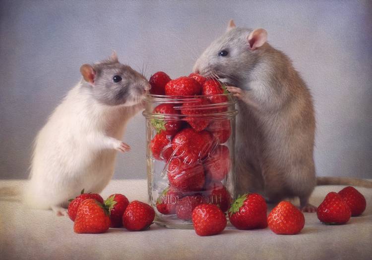 Strawberries od Ellen Van Deelen
