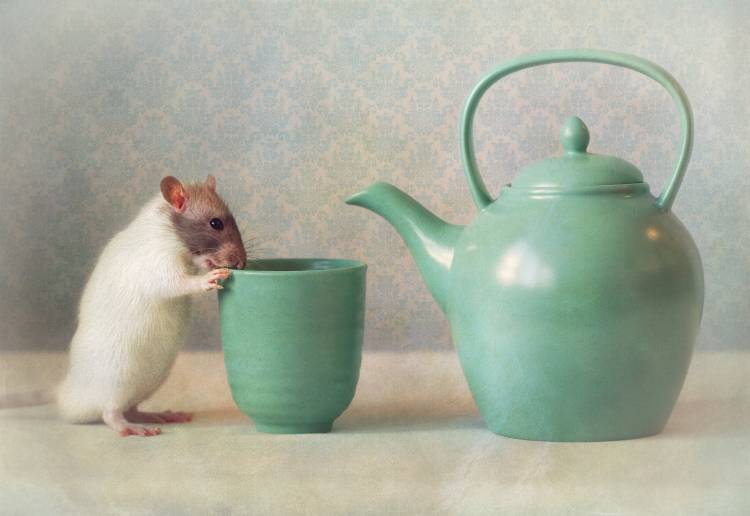 The Teapot od Ellen Van Deelen