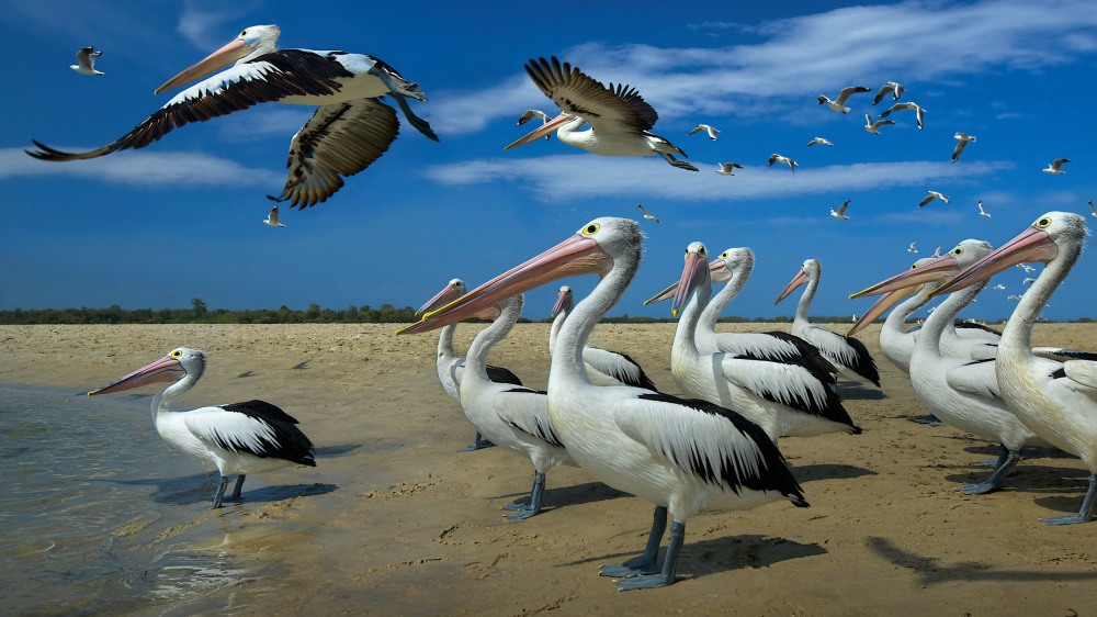 Pelicans and blue skies od Emanuel Papamanolis
