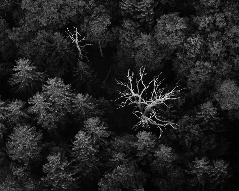 dead trees od Emil Licht