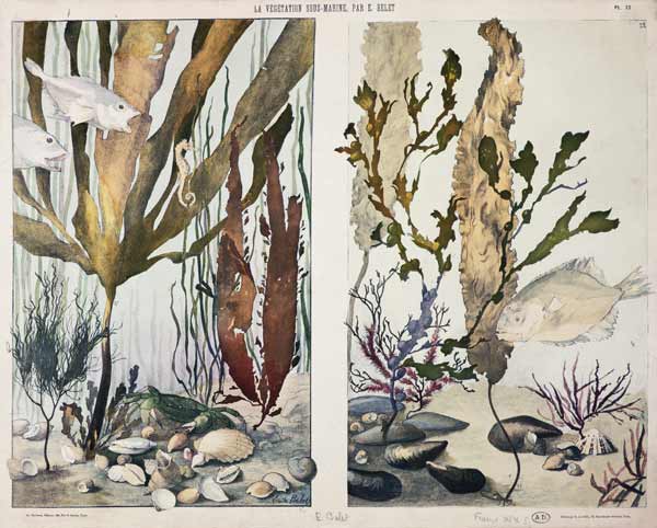 Seaweed, fishes, sea horse, crab and shellfish, illustrated plates from 'La Vie sous marine' od Emile Belet