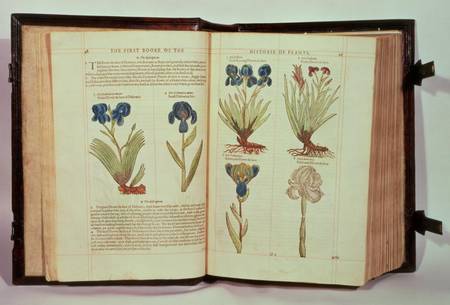Iris (Flowers de-luce), six varieties from 'The First Booke of the Historie of Plants' od Emilie Gerard