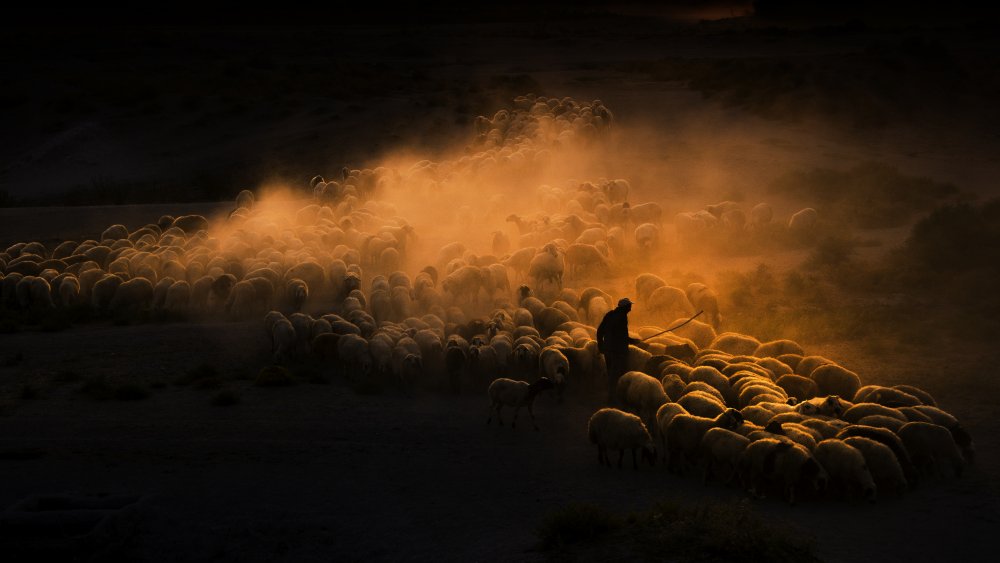 Herd of sheep od Emir Bagci