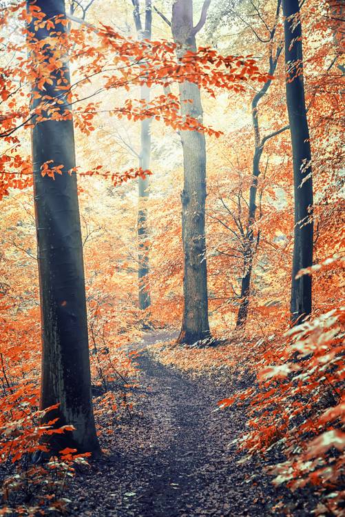 Autumn In Germany od emmanuel charlat