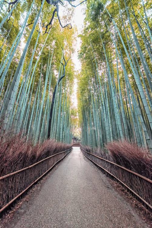 The Bamboo Path od emmanuel charlat