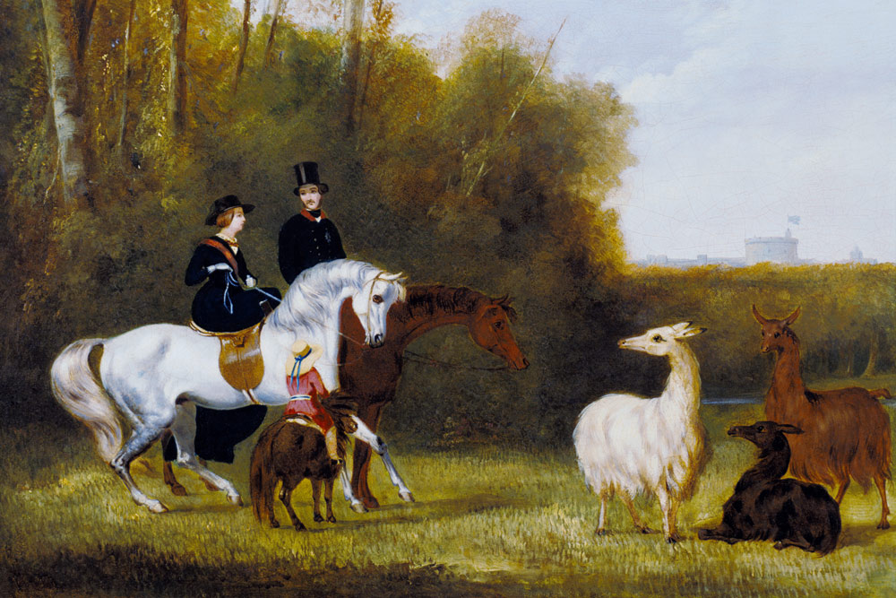 Queen Victoria, Prince Albert and the Prince of Wales at Windsor Park with their Herd of Llamas od English School
