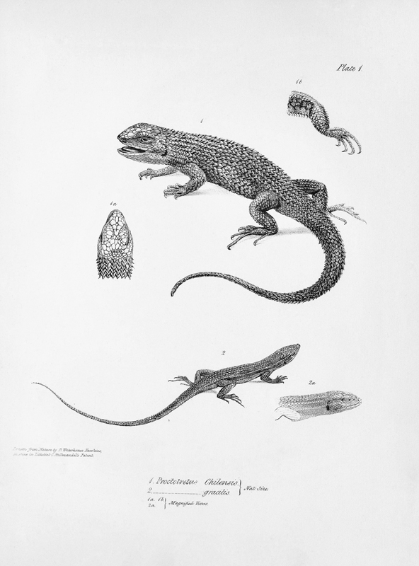 Shingled Iguana, illustration from ''The Zoology of the Voyage of H.M.S Beagle, 1832-36'' Charles Da od English School