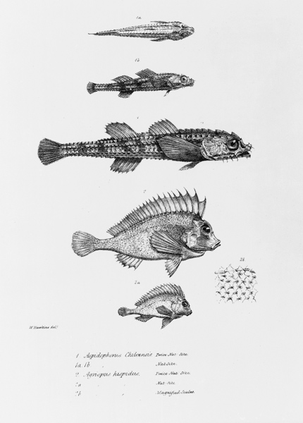 Aspidophorus Chiloensis and Agriopus Hispidus, plate 7 from ''The Zoology of the Voyage of H.M.S Bea od English School