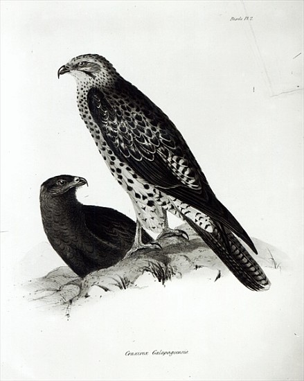 Birds of Prey, plate 2 from ''The Zoology of the Voyage of H.M.S Beagle, 1832-36'' Charles Darwin od English School