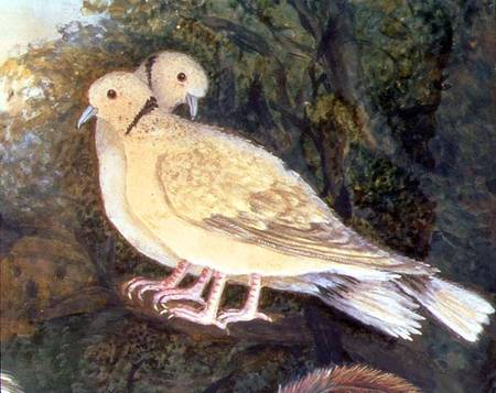 Chicken and Doves near a Farm, detail of doves (w/c od English School