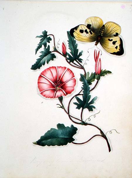 Convolvulus with Yellow Butterfly, from `Flowers' an English Botanical Manuscript (c.1840) od English School