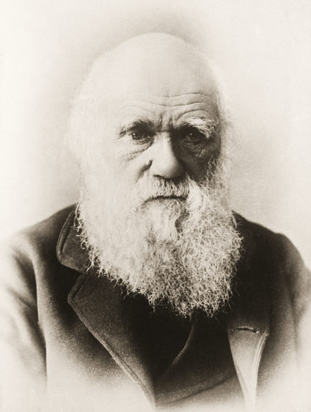 Charles Darwin (litho)  od English School