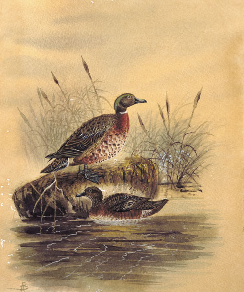 Two Ducks by a Reeded Bank od English School