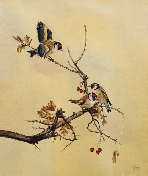 Goldfinches od English School