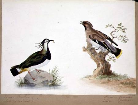 A Lapwing and a Waxwing od English School
