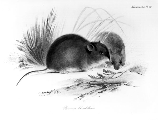 Mouse, Tierra del Fuego, South America c.1832-36 od English School