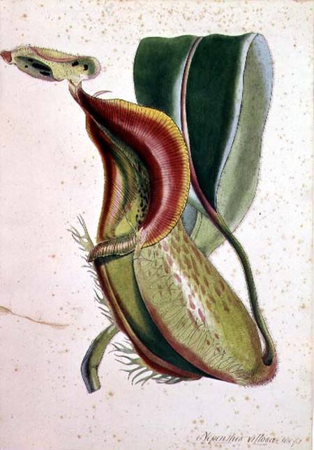 Pitcher plant: Nepenthes villosa (insect eating), signed H.K od English School