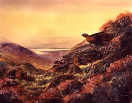 Red Grouse in Moorland od English School