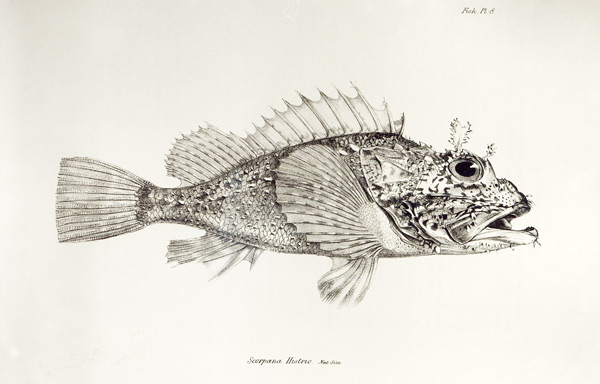 Scorpion Fish, plate 8 from ''The Zoology of the Voyage of H.M.S Beagle, 1832-36'' Charles Darwin od English School