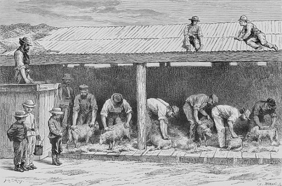 Sheep Shearing, c.1880, from ''Australian Pictures'' Howard Willoughby, publishedthe Religious Tract od English School