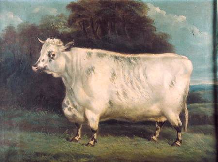 A shorthorn cow od English School