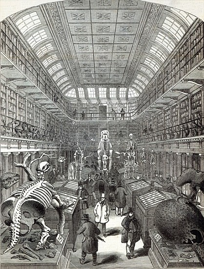 The Hunterian Museum, at the Royal College of Surgeons, from ''The Illustrated London News'', 4th Oc od English School