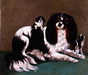 A King Charles Spaniel Family, Provincial School
