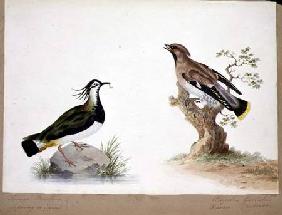 A Lapwing and a Waxwing
