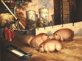 Three Pigs with Castle in the Background