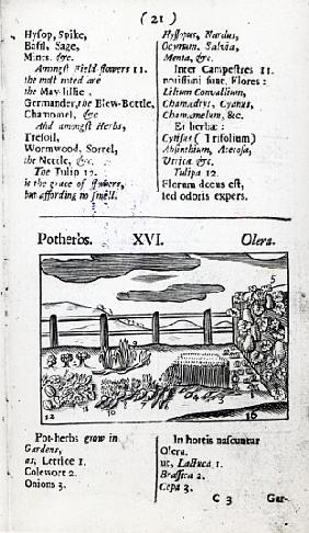 Plant Husbandry from ''Orbis sensualism pictus'' Johann Amos Comenius, published c.1689